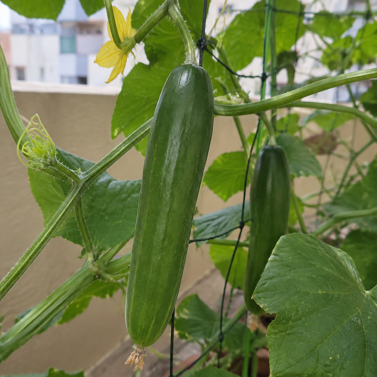 Beit Alpha Cucumber Seeds – Hybrid
