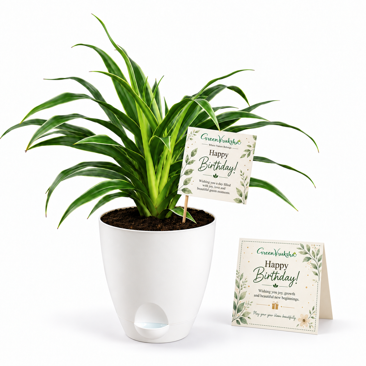 Birthday Leaf – Chlorophytum Green Employee Gift