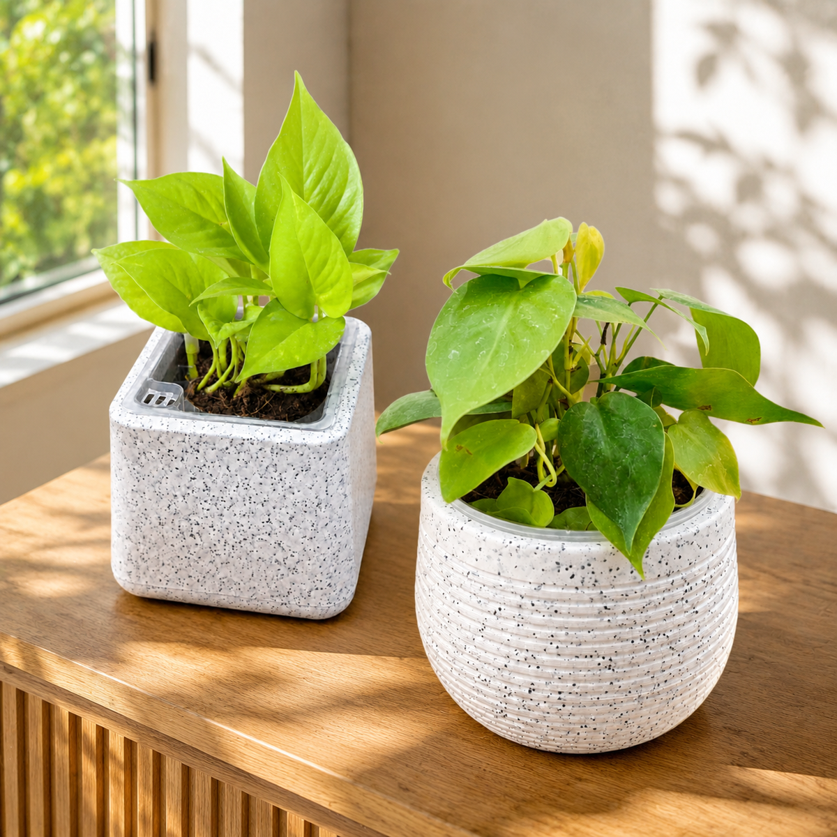Blush & Gold – Premium Indoor Plant Set of 2