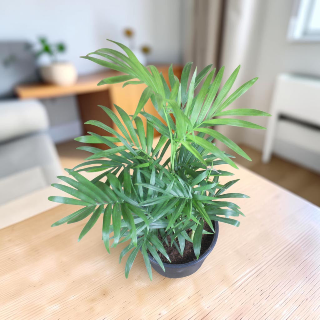 Chamaedorea Plant
