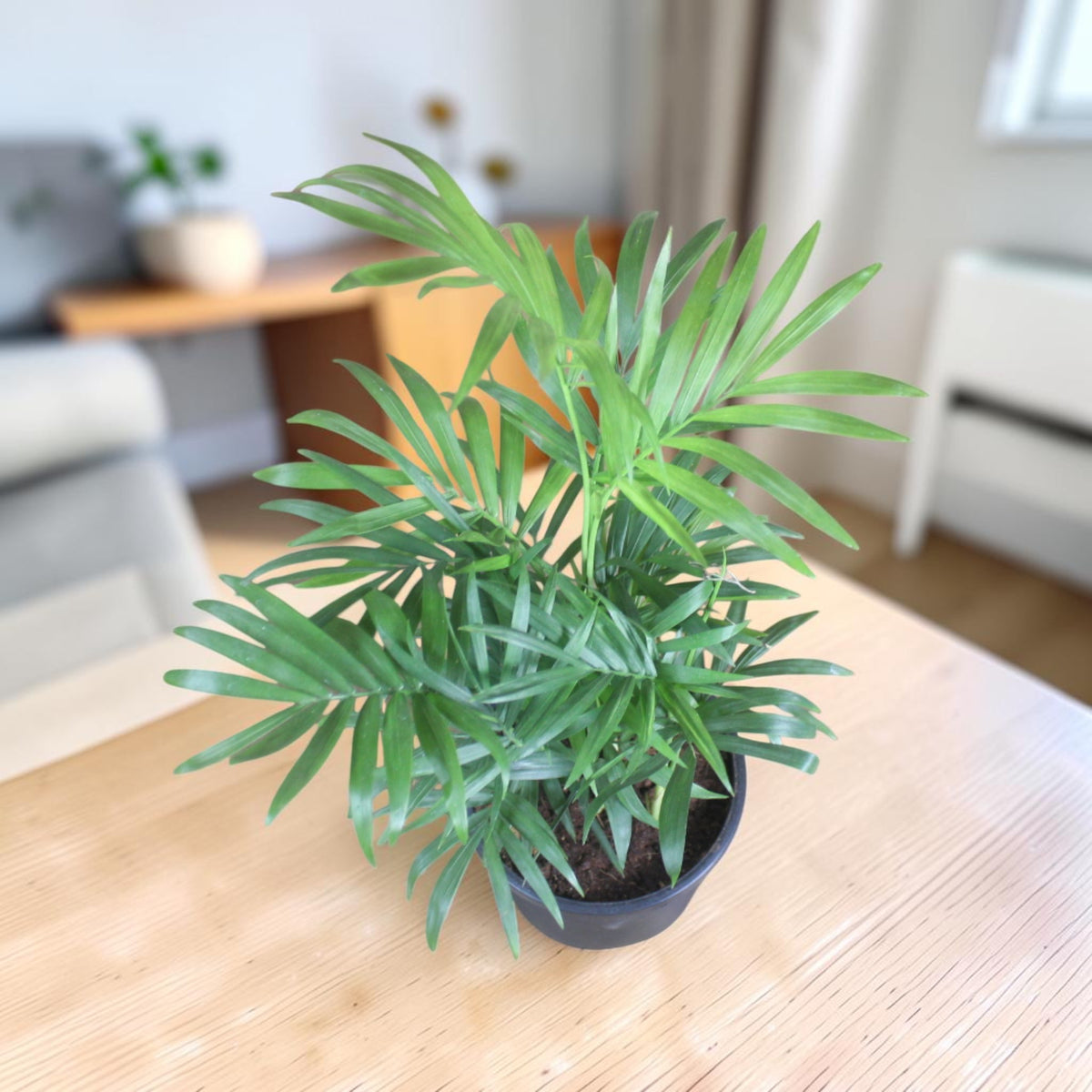 Chamaedorea Plant