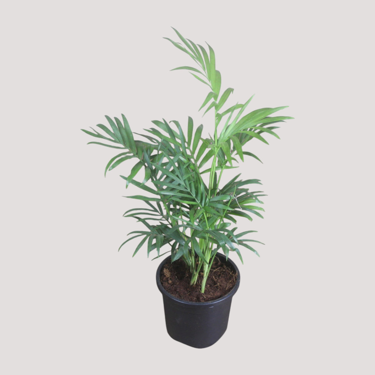 Chamaedorea Plant