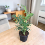 Chamaedorea Plant