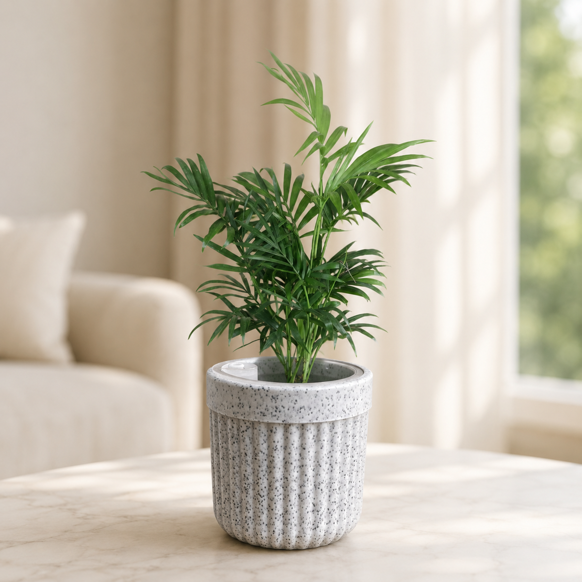 Chamaedorea Palm – Tropical Grace