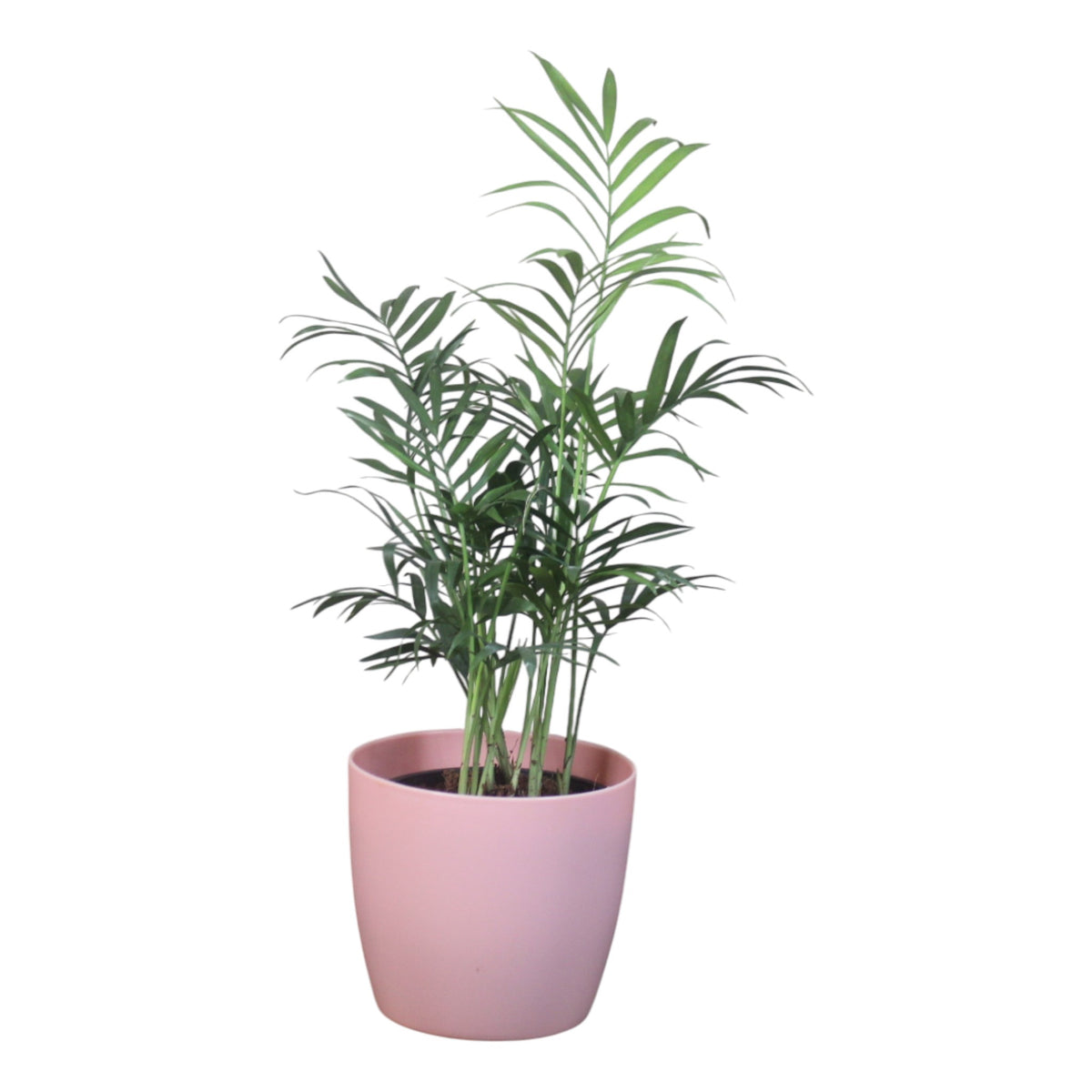 Chamaedorea Plant