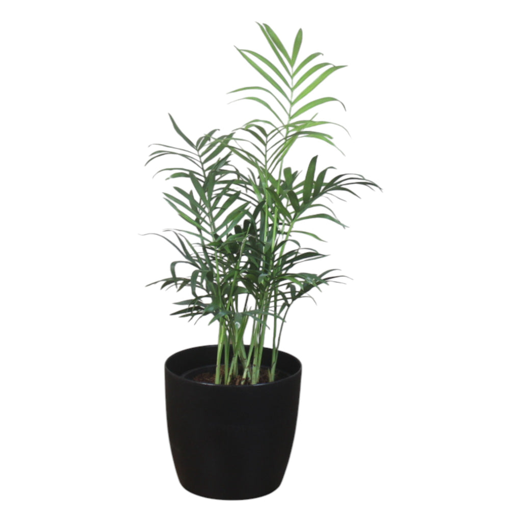Chamaedorea Plant