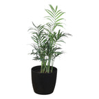 Chamaedorea Plant