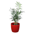 Chamaedorea Plant