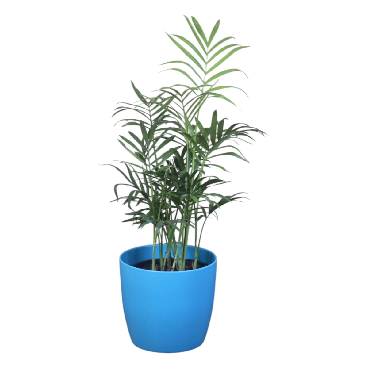 Chamaedorea Plant