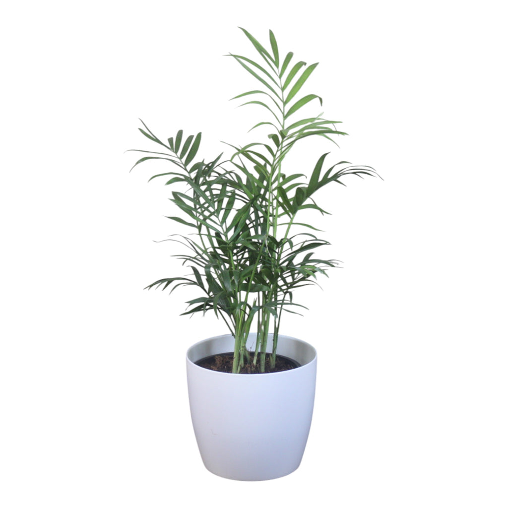 Chamaedorea Plant