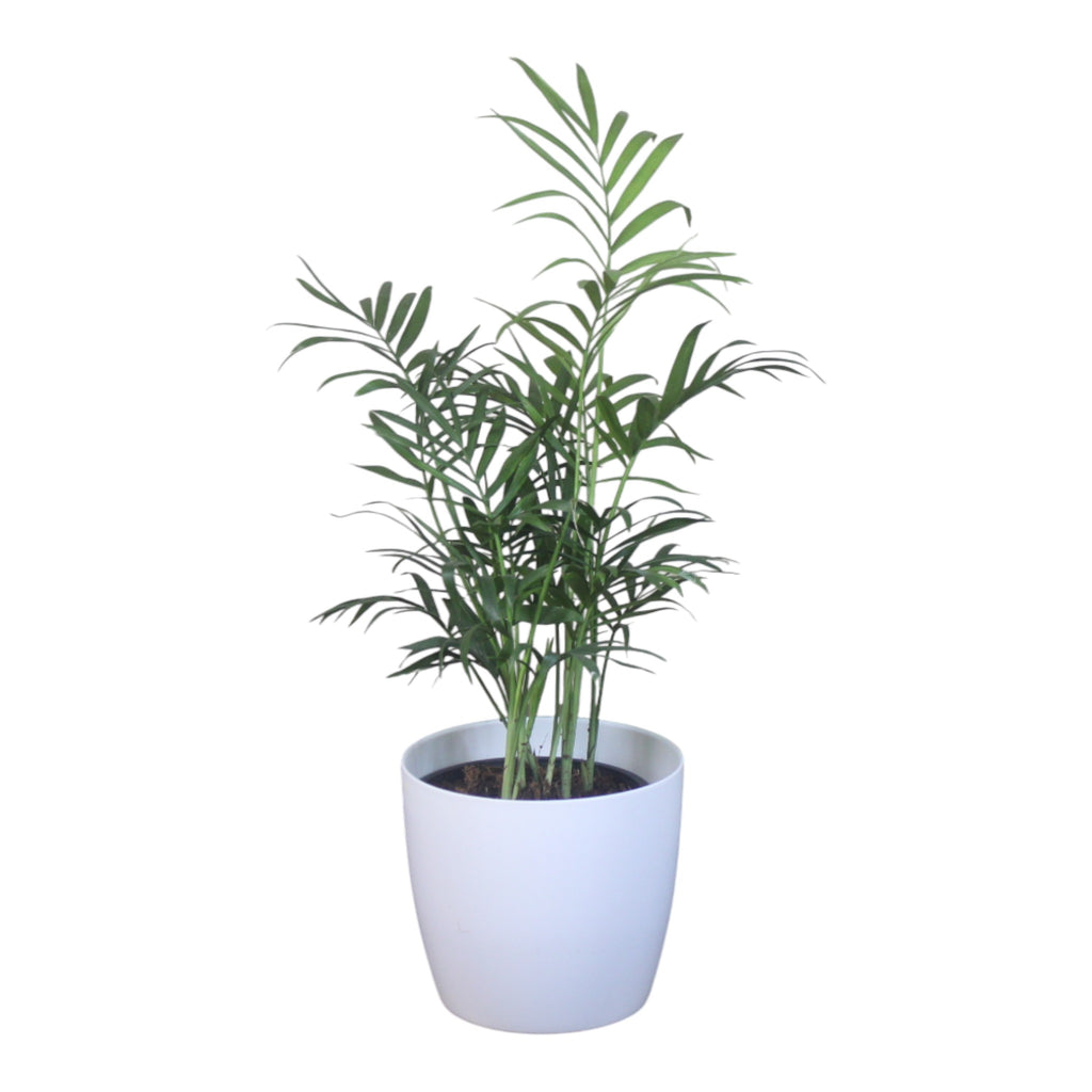 Chamaedorea Plant