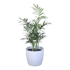 Chamaedorea Plant