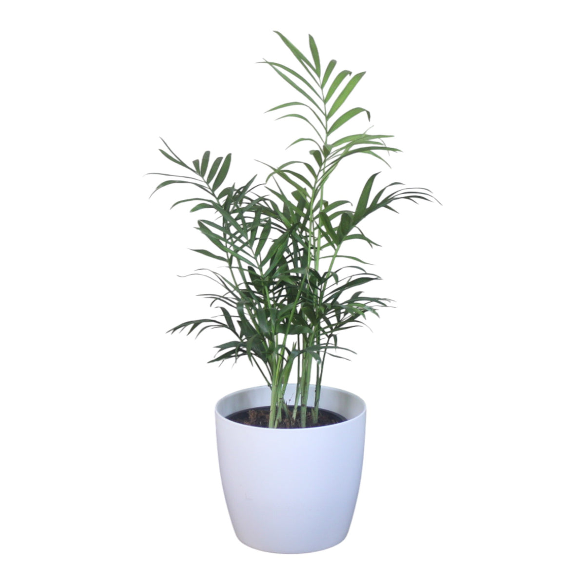 Chamaedorea Plant
