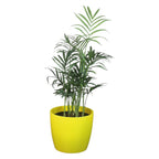 Chamaedorea Plant
