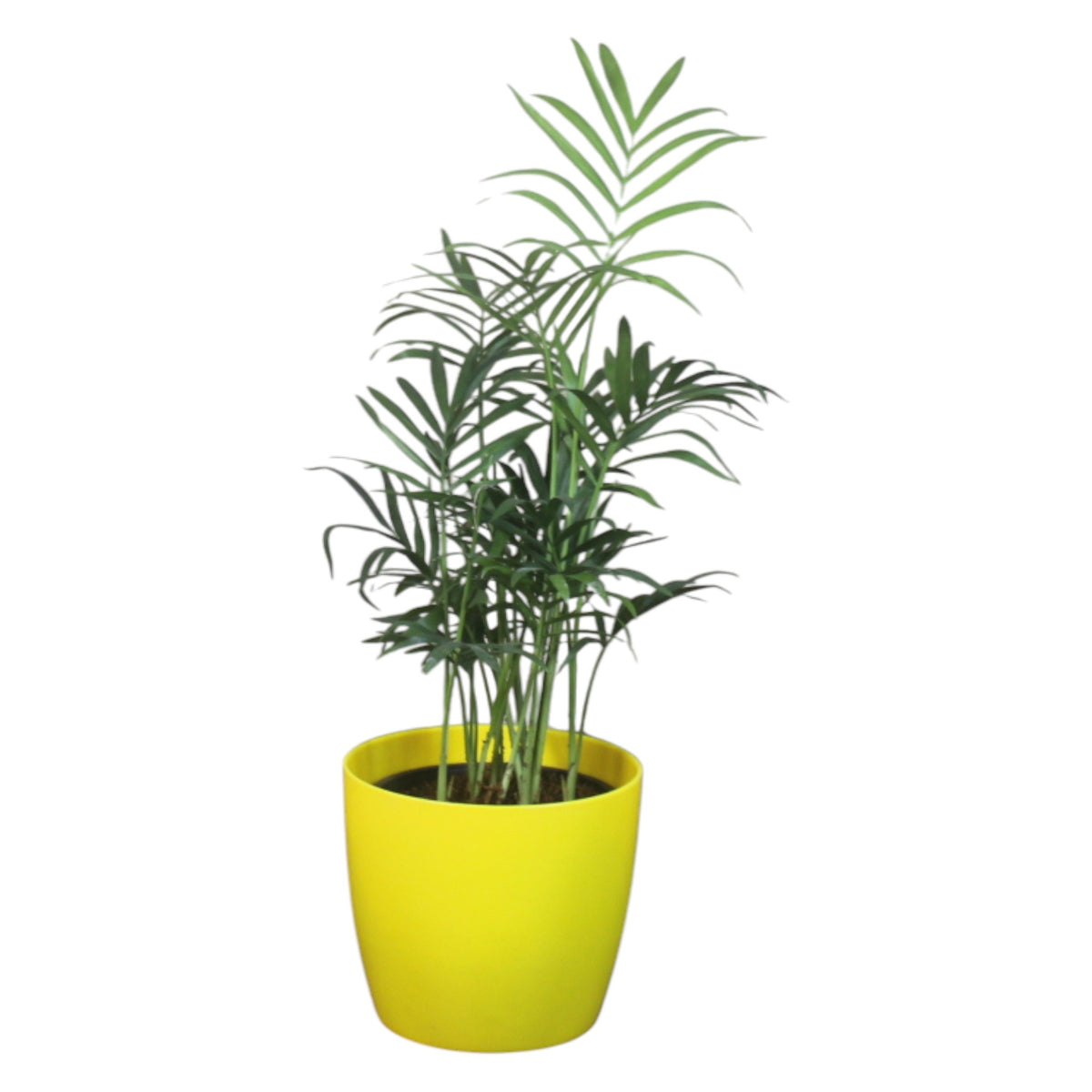Chamaedorea Plant