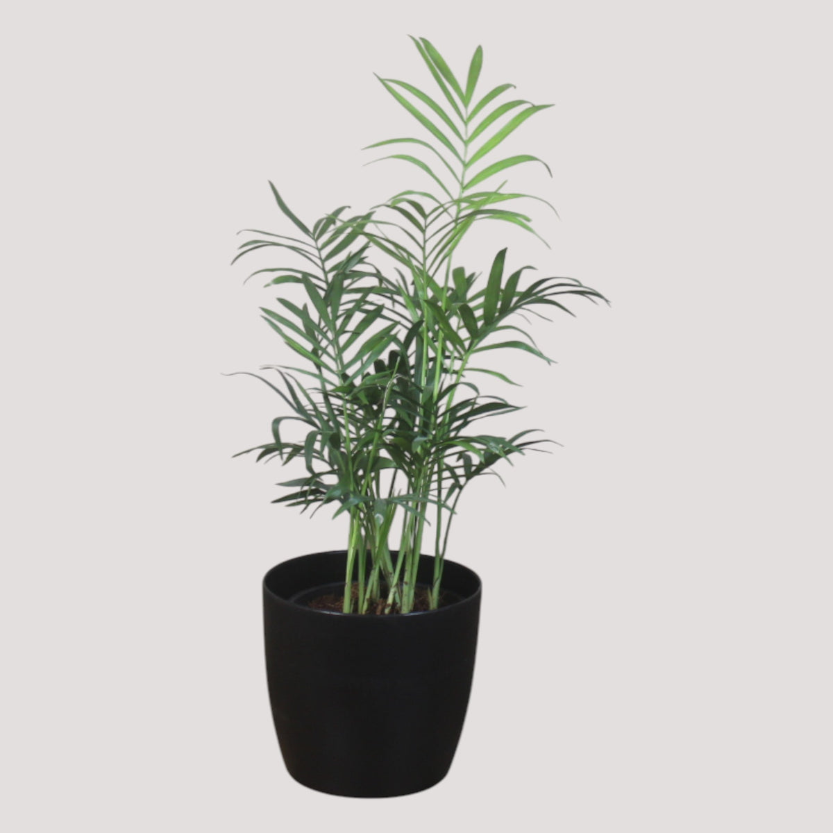 Chamaedorea Plant