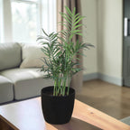 Chamaedorea Plant