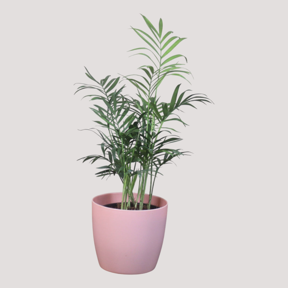Chamaedorea Plant