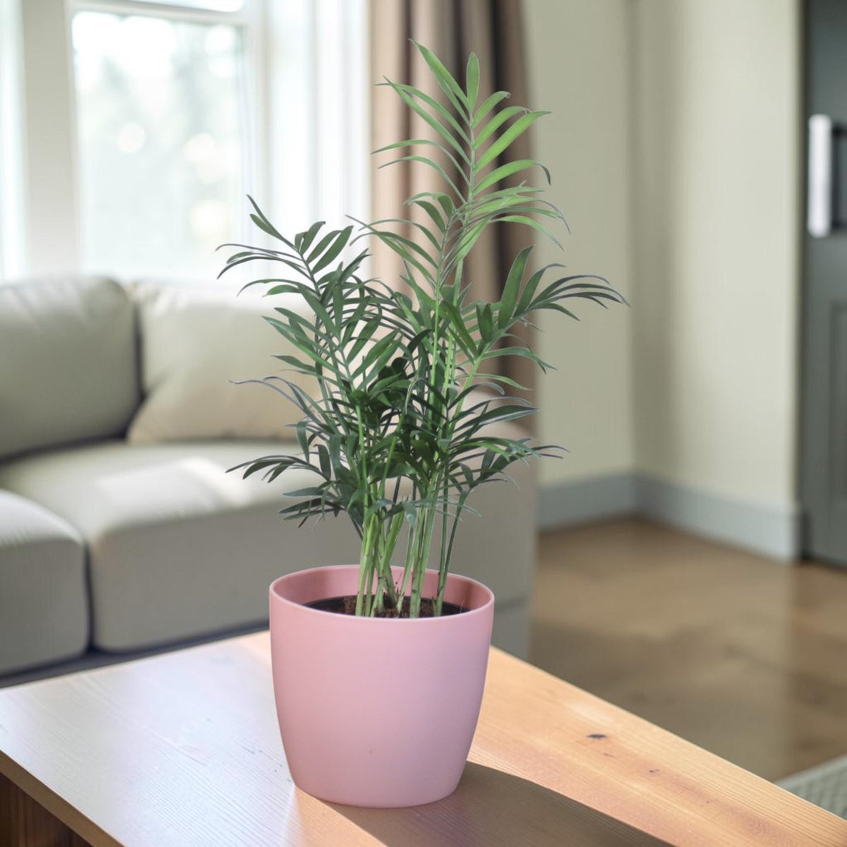 Chamaedorea Plant