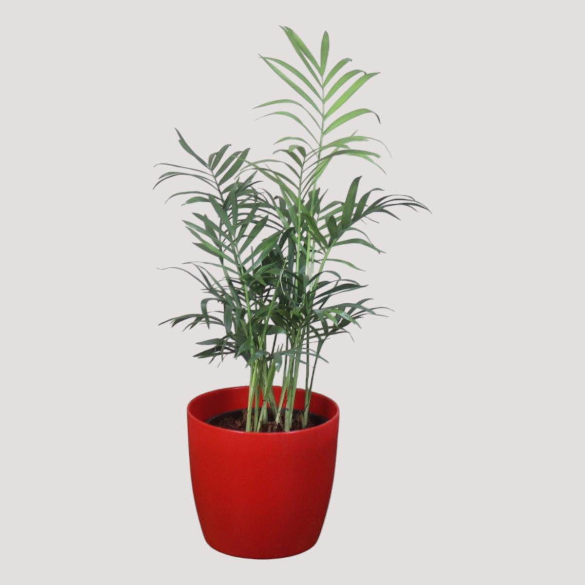 Chamaedorea Plant