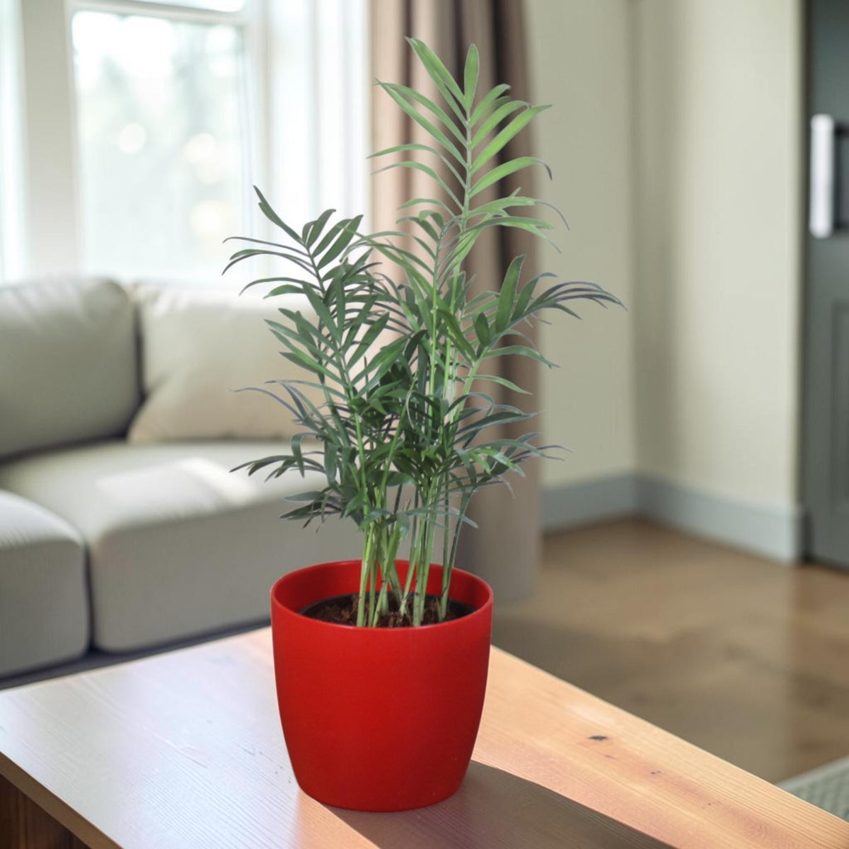 Chamaedorea Plant