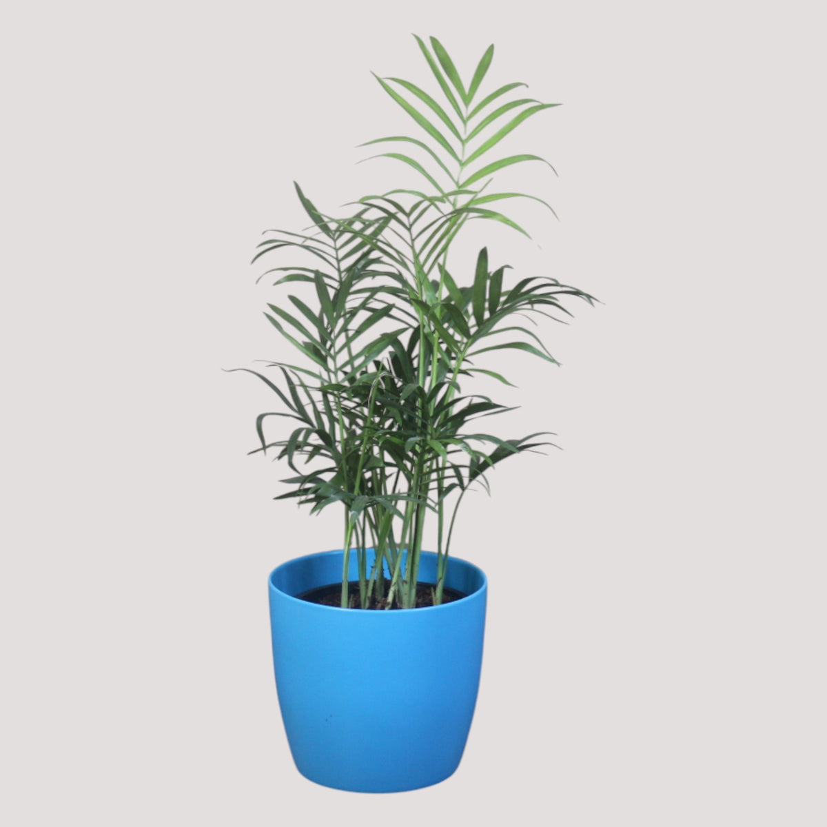 Chamaedorea Plant