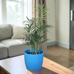 Chamaedorea Plant
