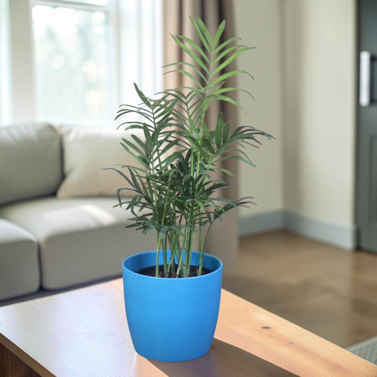 Chamaedorea Plant