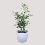 Chamaedorea Plant