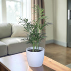 Chamaedorea Plant