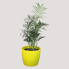 Chamaedorea Plant