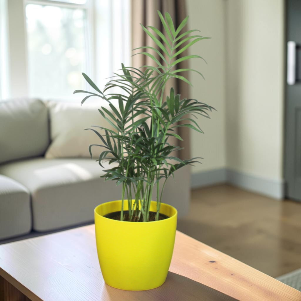 Chamaedorea Plant