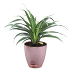 Chlorophytum, Spider Plant