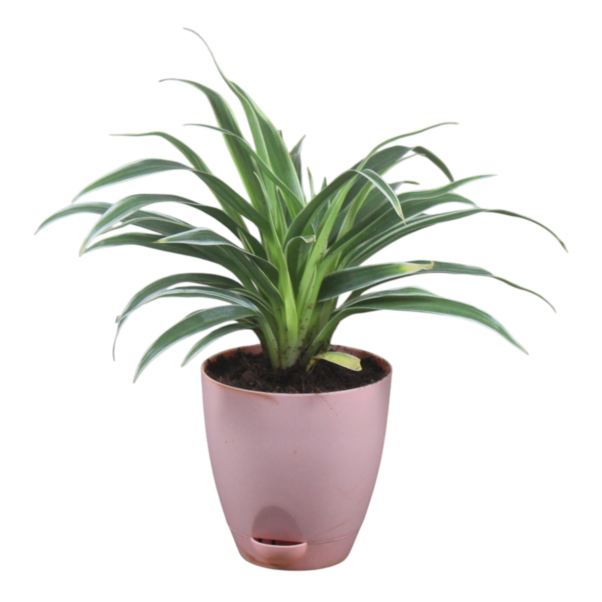 Chlorophytum, Spider Plant