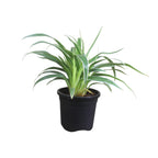 Chlorophytum, Spider Plant