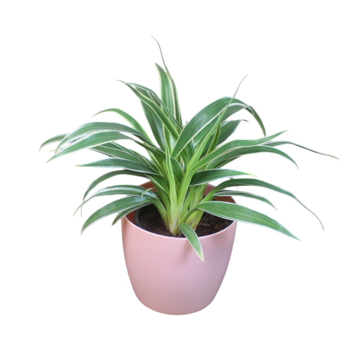 Chlorophytum, Spider Plant