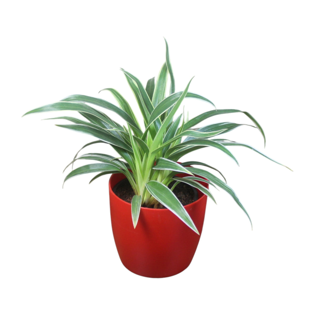 Chlorophytum, Spider Plant