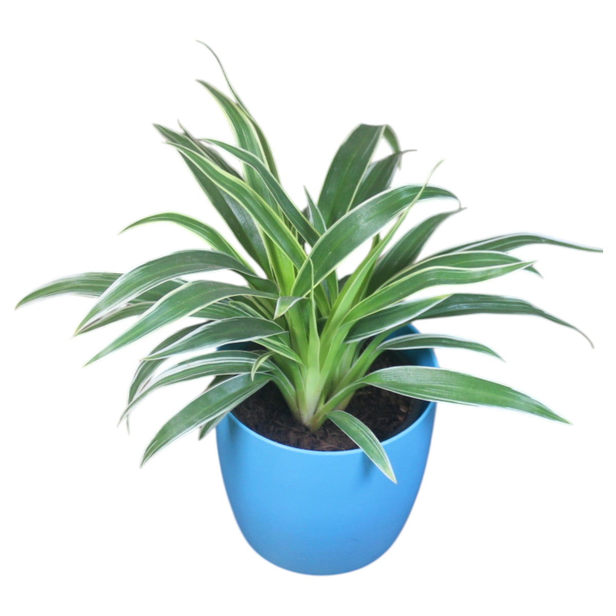 Chlorophytum, Spider Plant