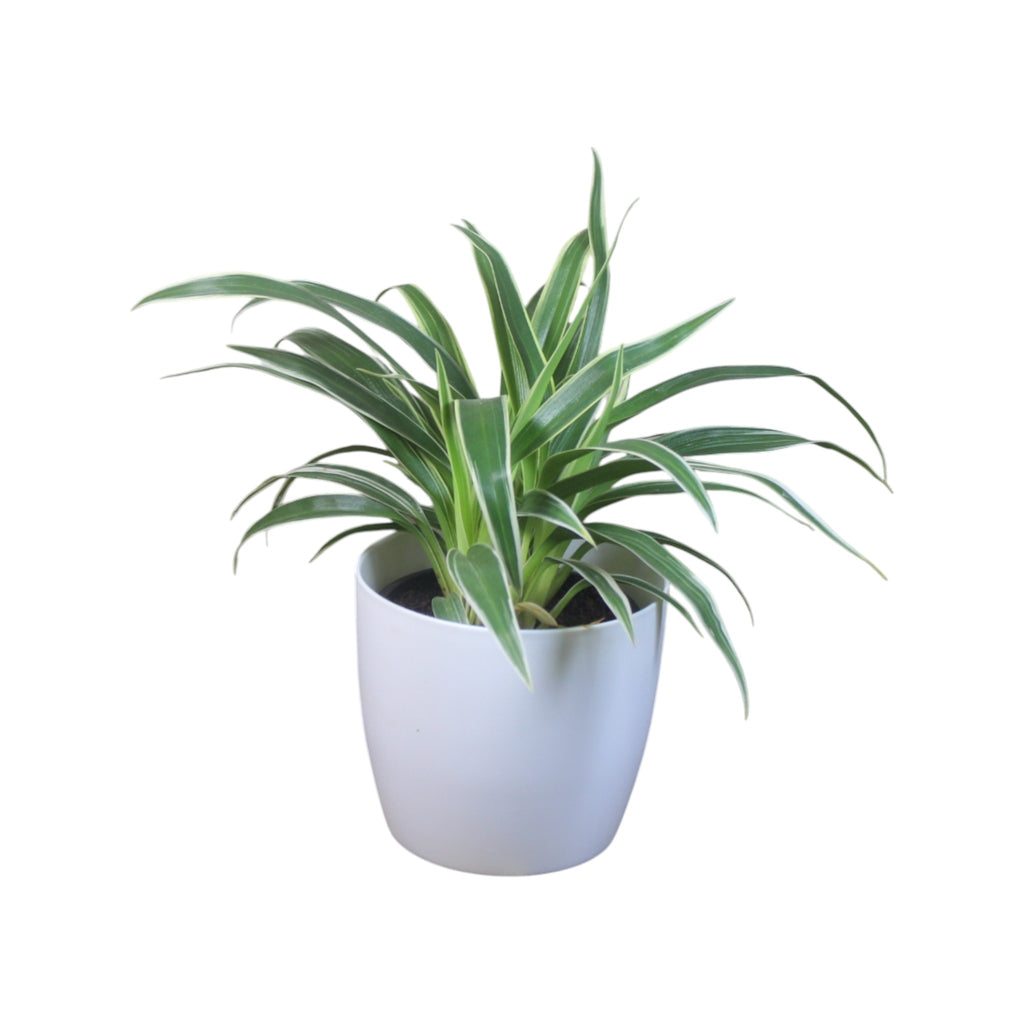 Chlorophytum, Spider Plant