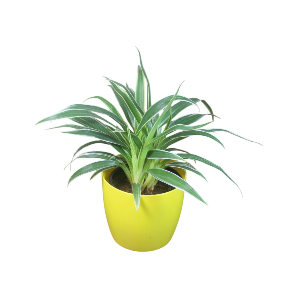 Chlorophytum, Spider Plant