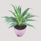 Chlorophytum, Spider Plant
