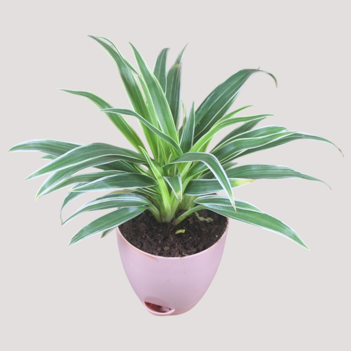 Chlorophytum, Spider Plant