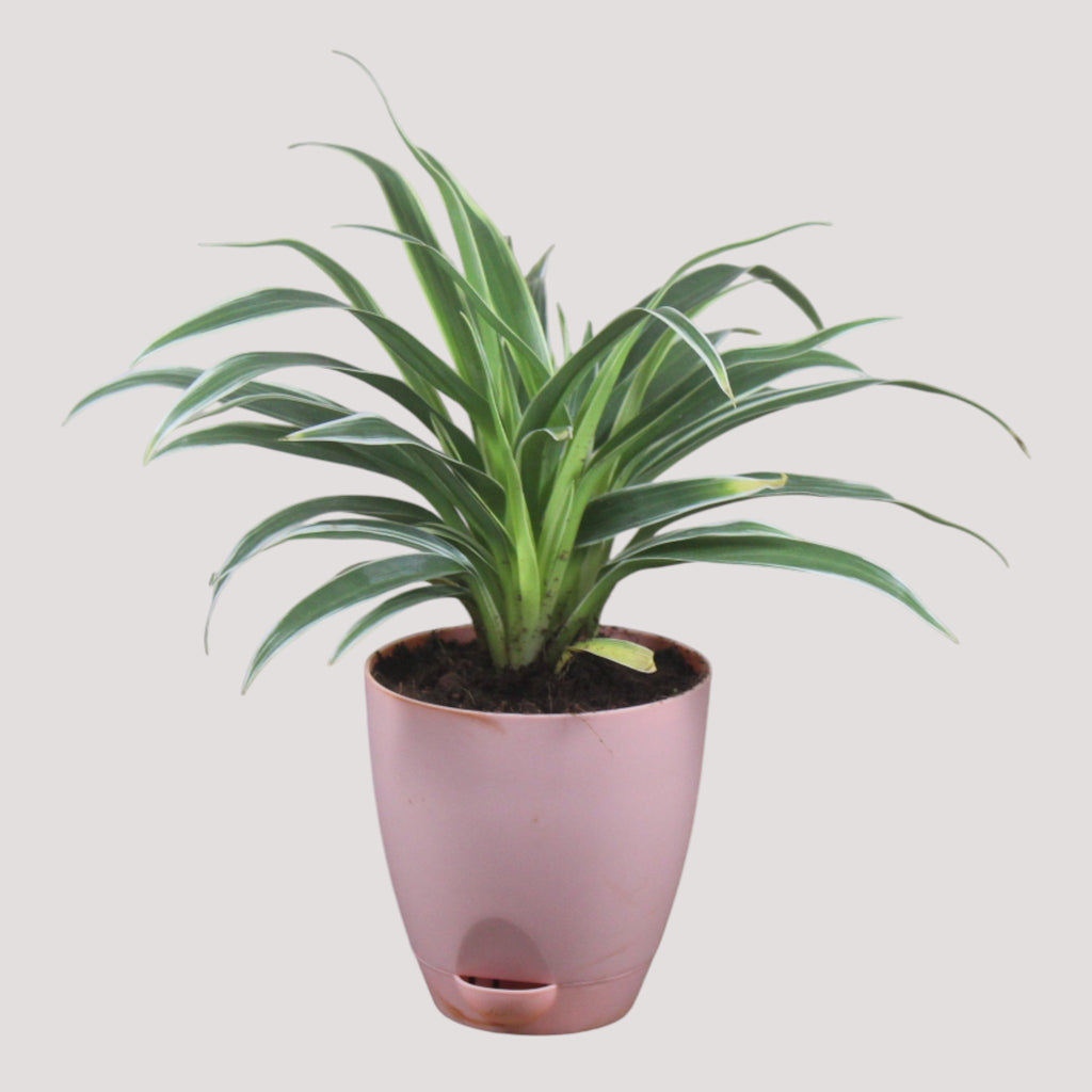 Chlorophytum, Spider Plant