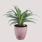 Chlorophytum, Spider Plant