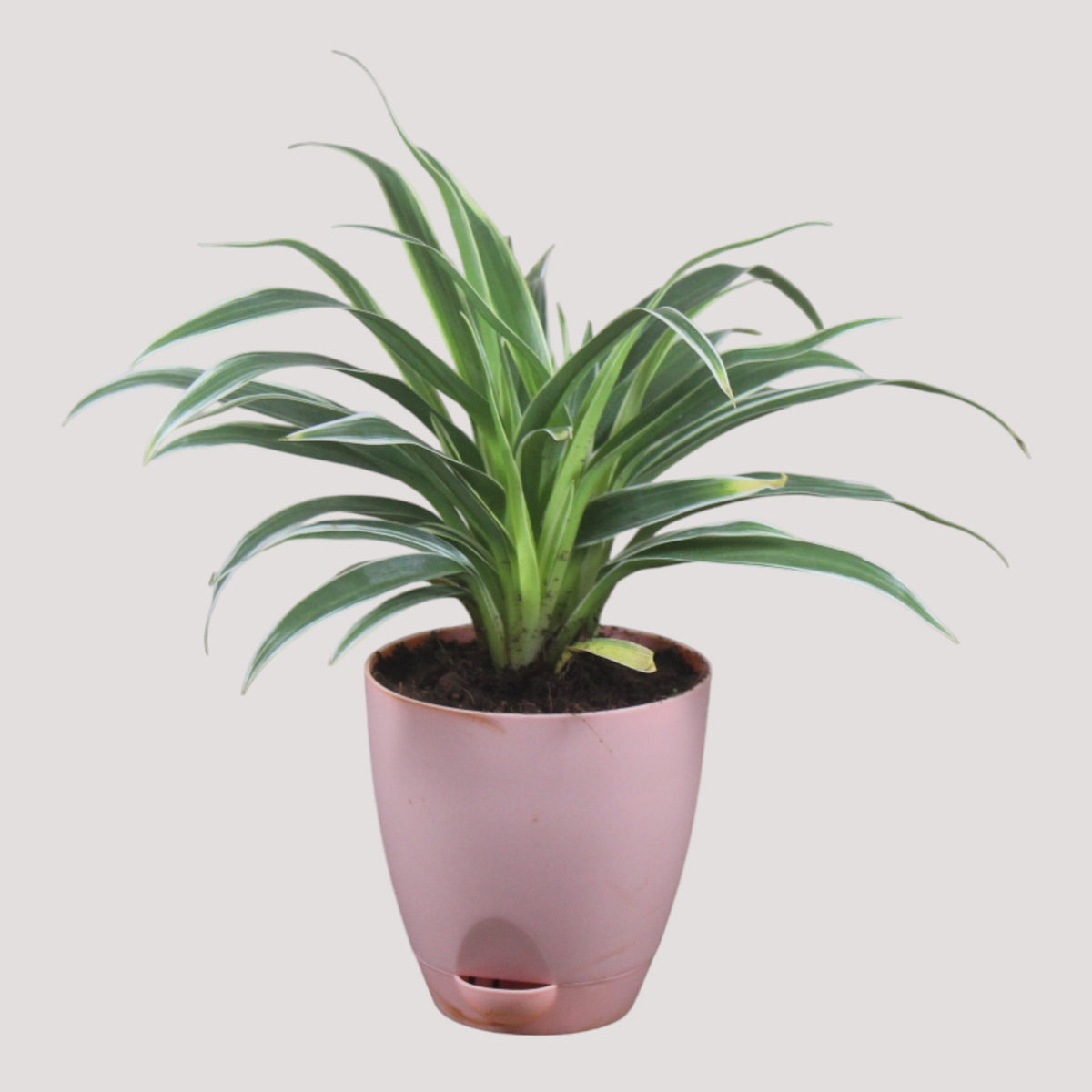 Chlorophytum, Spider Plant