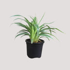 Chlorophytum, Spider Plant