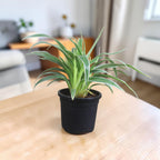 Chlorophytum, Spider Plant