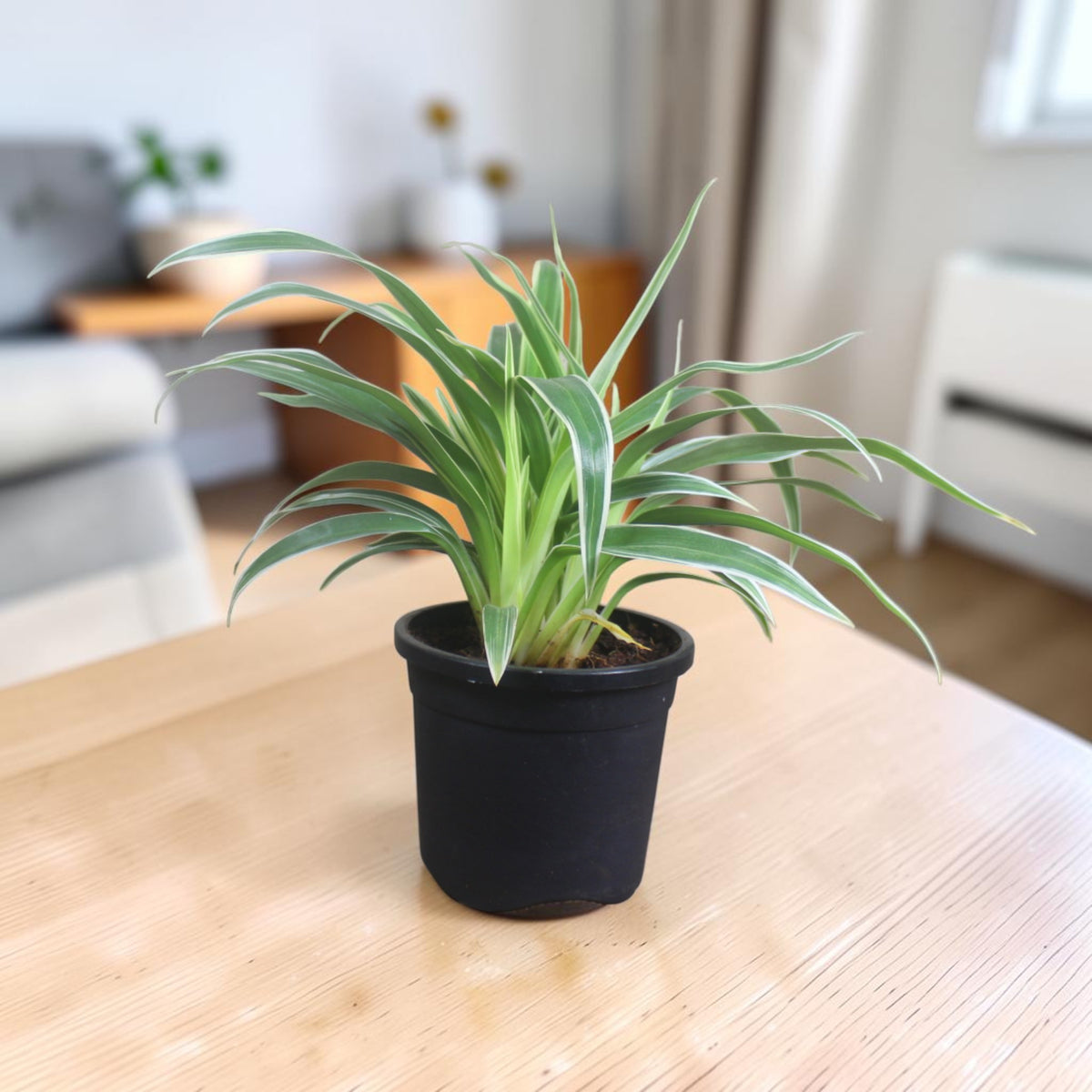 Chlorophytum, Spider Plant