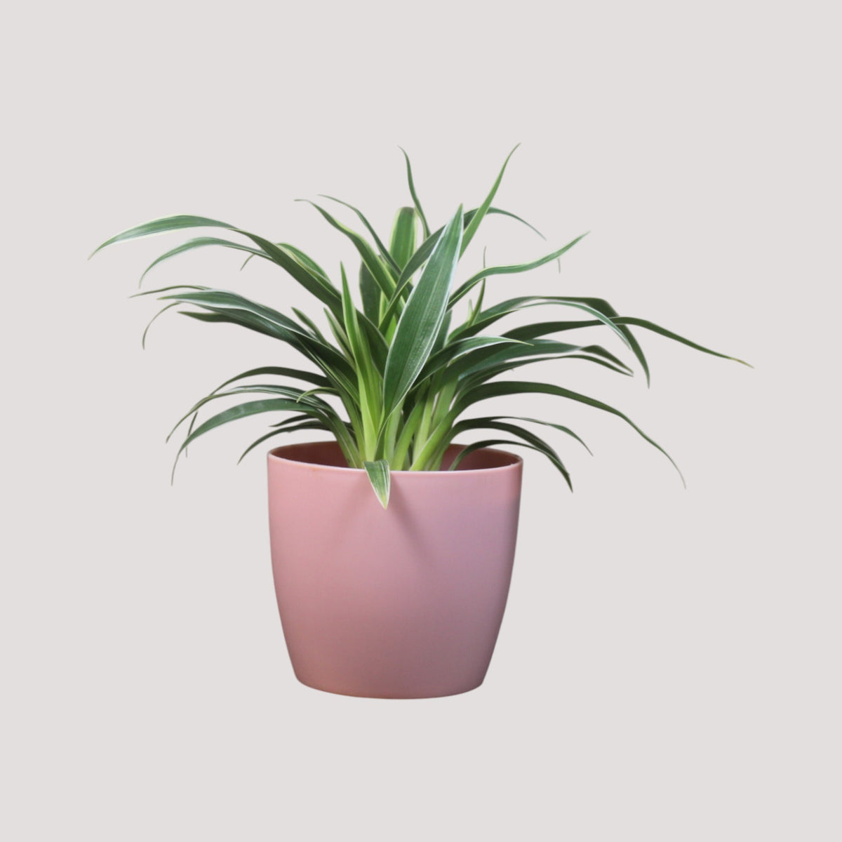 Chlorophytum, Spider Plant
