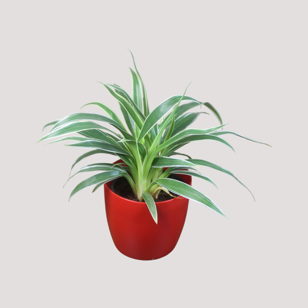 Chlorophytum, Spider Plant